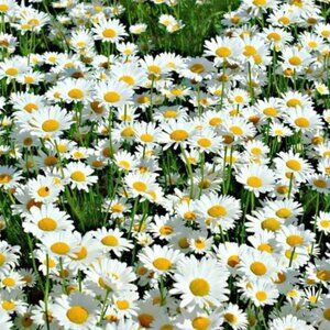 Meet your Posher, C!